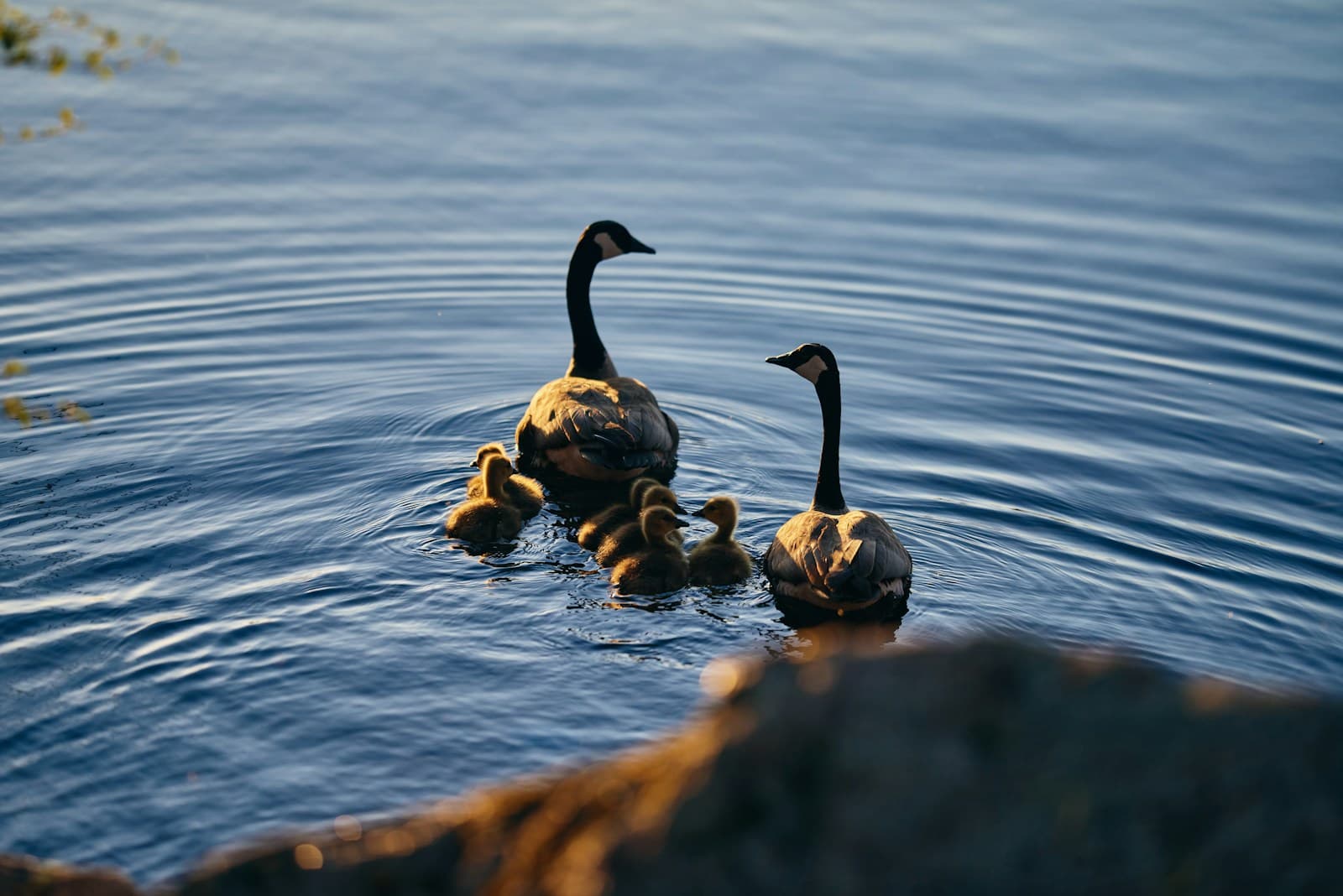 Two Canada geese swimming with their goslings in calm blue water